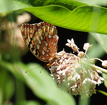 [Brown butterfly with rows of white splotches feeds on a flower.]